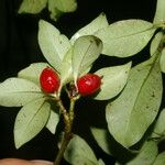Psychotria chagrensis