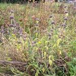 Clinopodium vulgare Habit