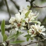 Pyrus salicifolia Flower