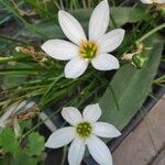 Zephyranthes candida Flor