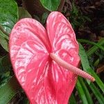 Anthurium nymphaeifolium Kvet