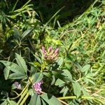 Cleomella serrulata Flower