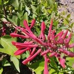 Erythrina herbacea फूल