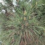 Pinus pinaster Hoja