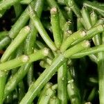 Rhipsalis cereuscula Hoja