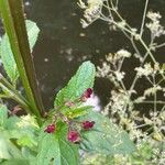 Scrophularia auriculataFlower