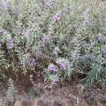 Angelonia biflora Habit