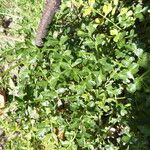 Laserpitium gallicum Leaf