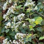 Ageratina altissimaBlomst