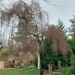 Betula pendula 整株植物