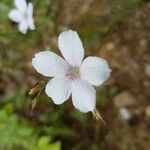 Linum tenuifolium Flower