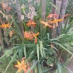 Crocosmia × crocosmiiflora Flower