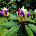 Rhododendron ponticum Kvet