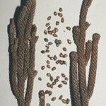 Dacrydium araucarioides Celota