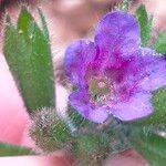 Pulmonaria affinis Floare