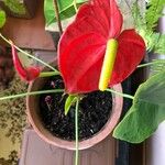 Anthurium scherzerianumফুল