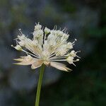 Astrantia minor फूल