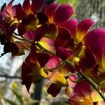 Dendrobium victoriae-reginae ফুল