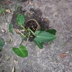 Philodendron melinonii Liść