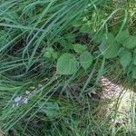 Hylodesmum glutinosum Floare