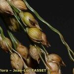 Panicum miliaceum Flor