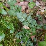 Geum macrophyllumHostoa