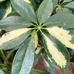 Schefflera spp. Leaf
