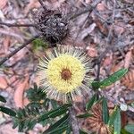 Banksia marginata Kvet