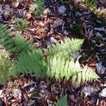 Dryopteris intermedia Hoja