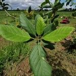 Cordia dodecandra List