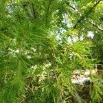 Larix laricina Листок