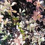 Arctostaphylos uva-ursi অভ্যাস