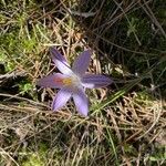 Crocus corsicus Flower