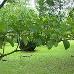 Manilkara bidentata Hoja