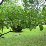 Manilkara bidentata Hoja