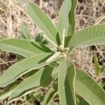 Ozoroa insignis Leaf