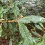 Morella cerifera Hoja
