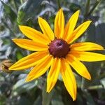 Rudbeckia fulgida花