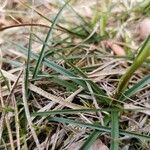 Carex ericetorum Ліст