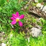 Cosmos bipinnatusFiore