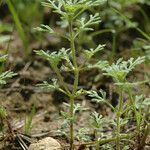 Leucospora multifida Habit