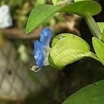 Commelina communis Kwiat
