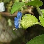 Commelina communis Blomst