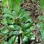 Taraxacum obovatum पत्ता