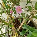 Leuenbergeria quisqueyana Flower