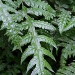 Tectaria gemmifera पत्ता