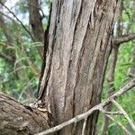 Leptospermum continentale Bark