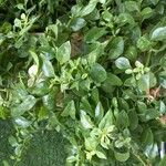 Mesembryanthemum cordifolium Blad