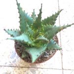 Aloe broomii List