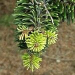 Abies nordmanniana List